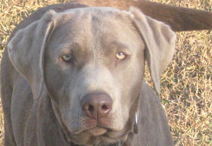 Silver english hot sale labrador