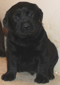 Jolene puppy- Endless Mt. Labradors