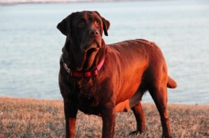 Emmy- Endless Mt. Labradors