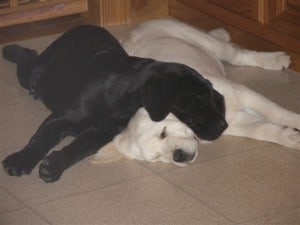 Yin and Yang- Endless Mt. Labradors