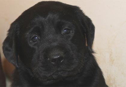 pictures of black labs - black labradors- picky eater
