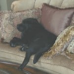 Sweet old Doc napping on the couch here at Endless Mt. Labradors