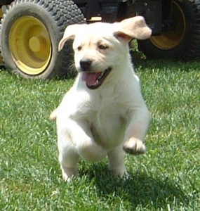 running pup- Endless Mt. Labradors