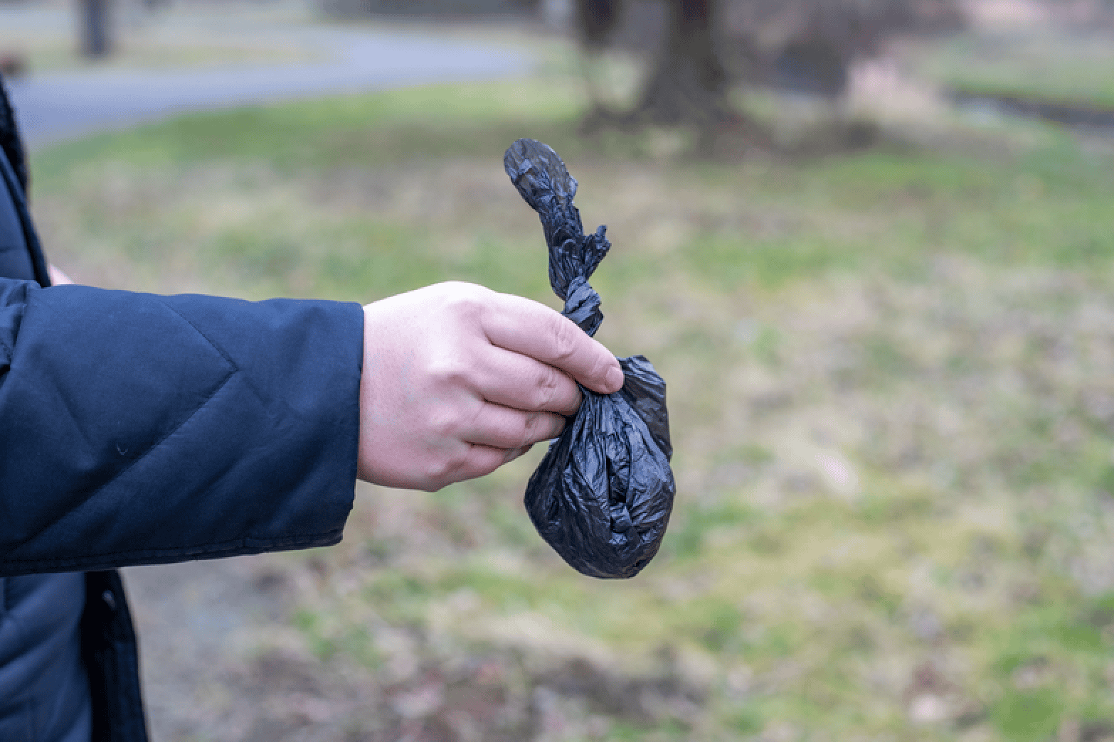 Does Your Labrador Snack on His Poo? - Endless Mountain Labradors