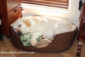 Sleepy Amy- Endless Mt. Labradors