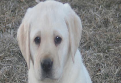 aggressive lab puppy