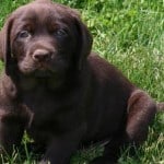 Cancer in Labradors- chocolate labrador puppy