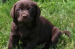 chocolate-lab-puppy-endless-mt-labradors-akc-breeder-labrador-retriever-puppies