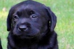 black labrador- dog poo