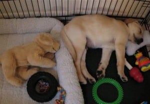 Puppy in his new bed