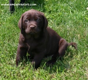 Hattie pup- Endless Mt. Labradors