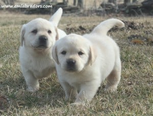 Lana pups- Endless Mt. Labradors