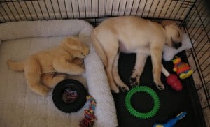 Sleeping pup- Endless Mt. Labradors