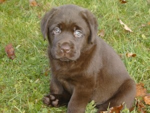 Suzanna pup- Endless Mt. Labradors