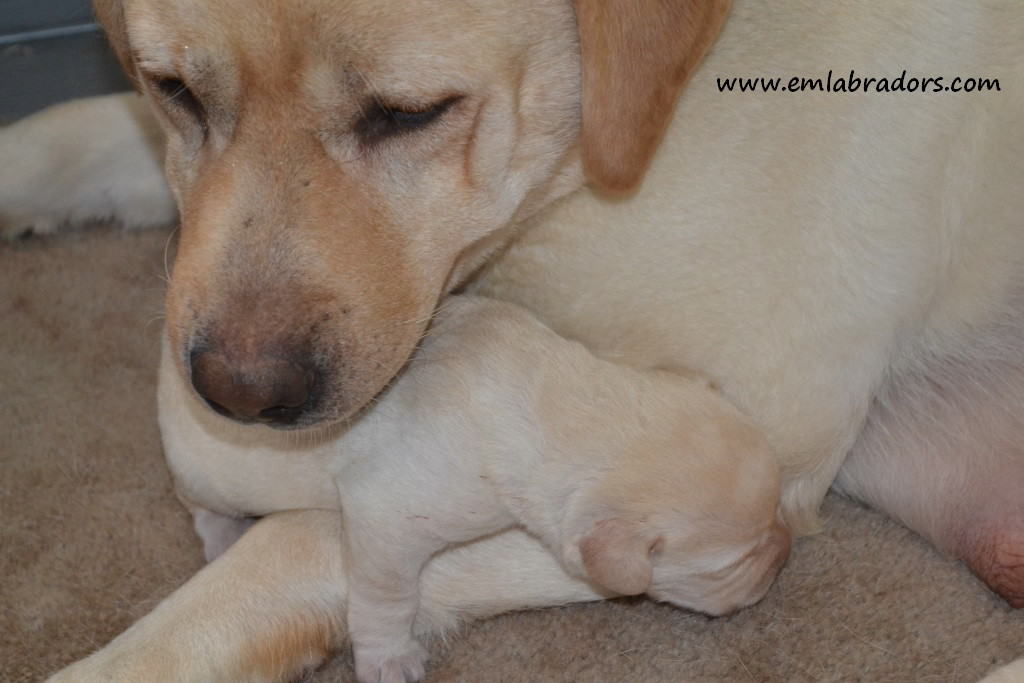 Dog nursing on discount blanket