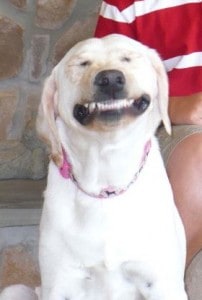 Smiling dog- Endless Mt. Labradors