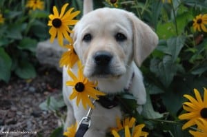 Tanner- Endless Mt. Labradors