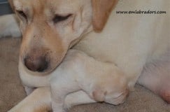 dog breeding with pup