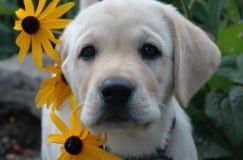 english labrador with flowers