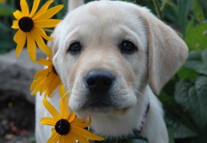 are labrador retrievers bad for allergies