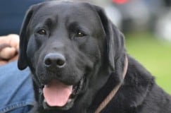 pet owner and black lab