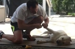 Nails being trimmed on an English Labrador