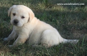 Paige pup- Endless Mt. Labradors