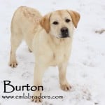 Burton 02191303 watermark