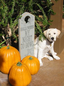 Libby- Endless Mt. Labradors