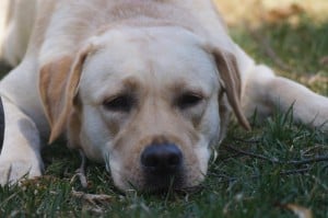 Gracie- Endless Mt. Labradors