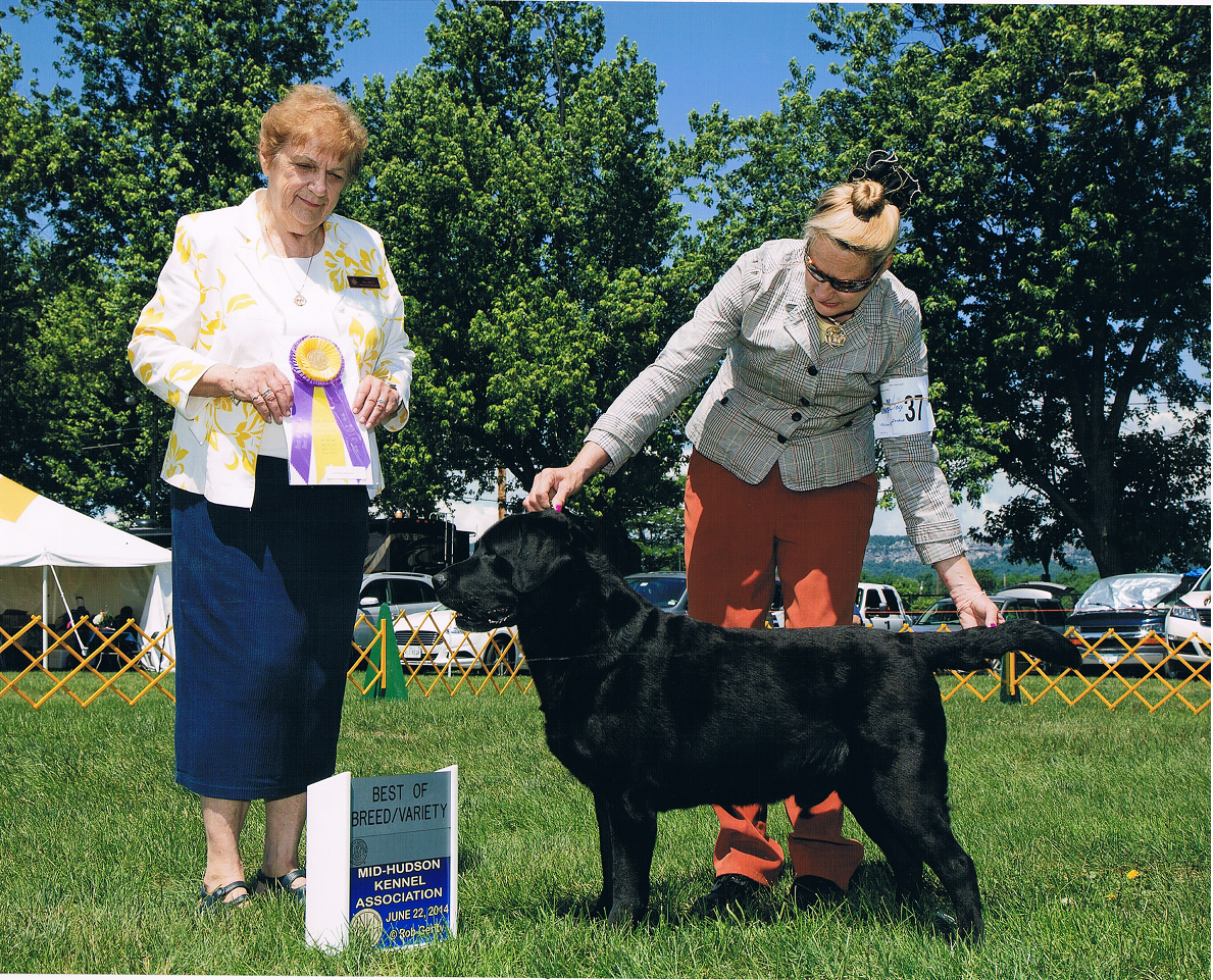 AKC Breeder Of Merit Program – American Kennel Club