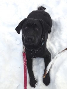 Morgan- Endless Mt. Labradors