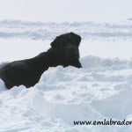 Mackie in the snow- Endless Mt. Labradors