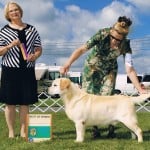 Romeo Best of Breed Show Shot- Endless Mt. Labradors