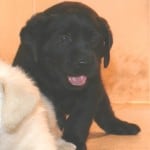 Mina/Hero pup- Endless Mt. Labradors