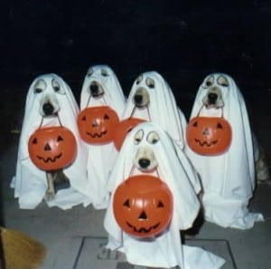 Halloween doggies- Endless Mt. Labradors