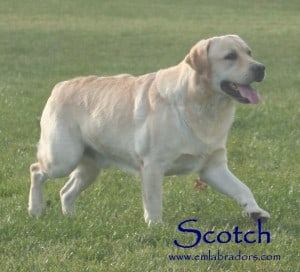 Scotch- Endless Mt. Labradors