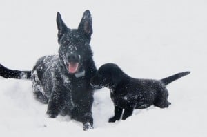 Luna and Mila- Endless Mt. Labradors