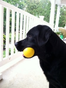 Willow and her ball- Endless Mt. Labradors