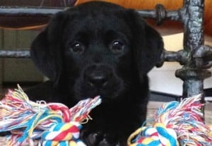 Black Lab with Dog toy