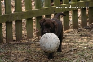 doc pup- Endless Mt. Labradors