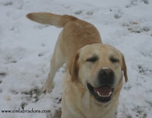 Whisky en la nieve - Endless Mt. Labradors