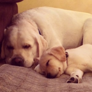 Lola and Nick- Endless Mt. Labradors