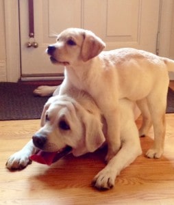Scotch pup and older dog- Endless Mt. Labradors
