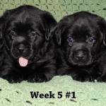 Abby x Devon puppies 5 weeks- Endless Mt. Labradors