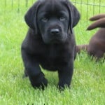 black-devon-puppy-endless-mt-labradors-akc-lab-breeder-dog-puppies