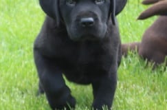 black-devon-puppy-endless-mt-labradors-akc-lab-breeder-dog-puppies