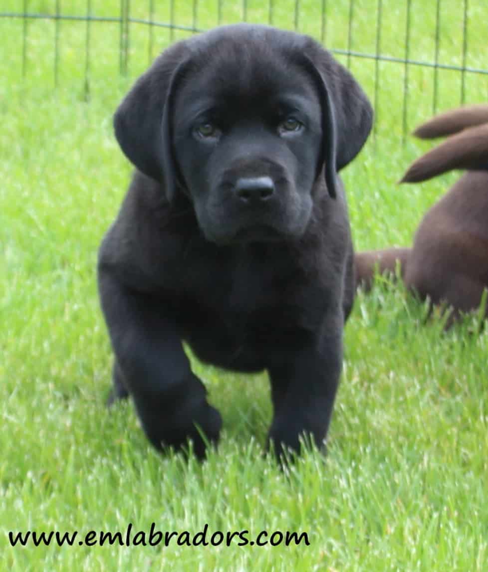 black-devon-puppy-endless-mt-labradors-akc-lab-breeder-dog-puppies