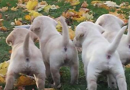 Dogs Scooting Thier Butts Why Endless Mt Labradors