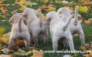 Puppy Butts- Endless Mt. Labradors